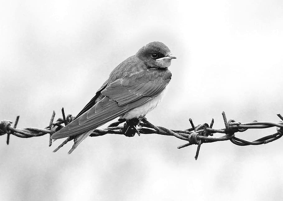 grayscale photography of swallow perched on barbwire, schwalbe HD wallpaper