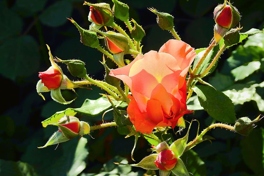 red rose, flower, flowering plant, beauty in nature, petal HD wallpaper