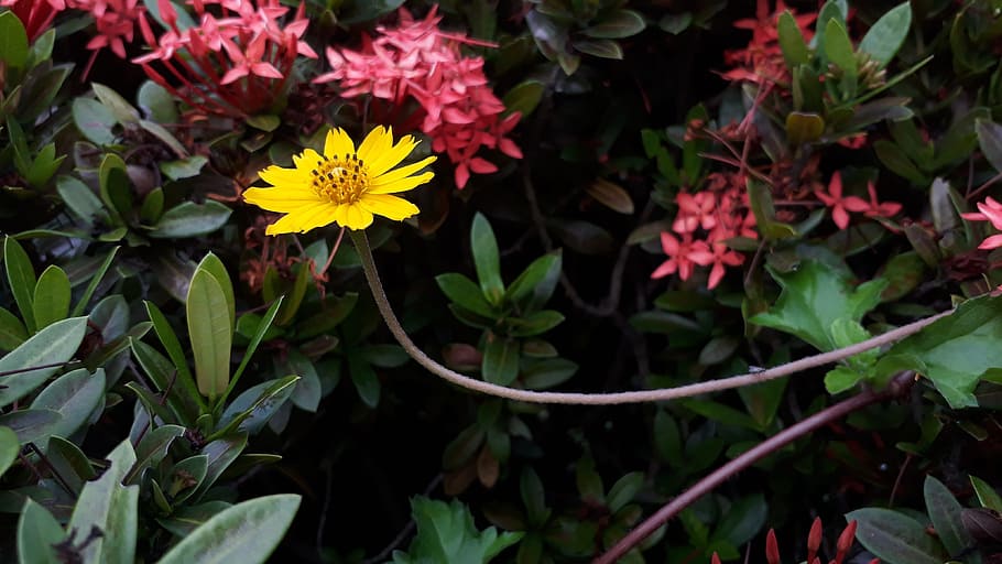 flower, gold, one, flowering plant, beauty in nature, freshness HD wallpaper