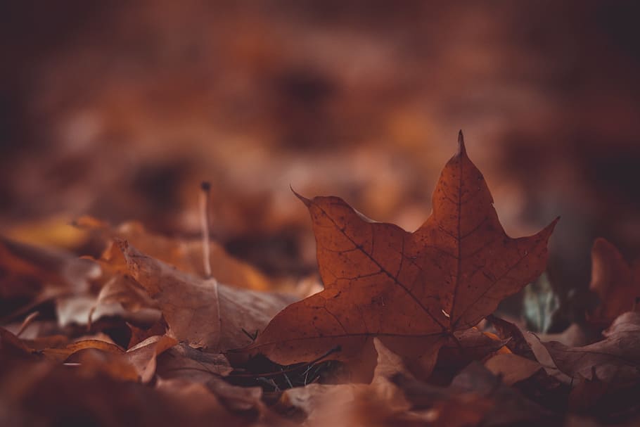 leaves, fall, autumn, plant part, leaf, nature, dry, change HD wallpaper