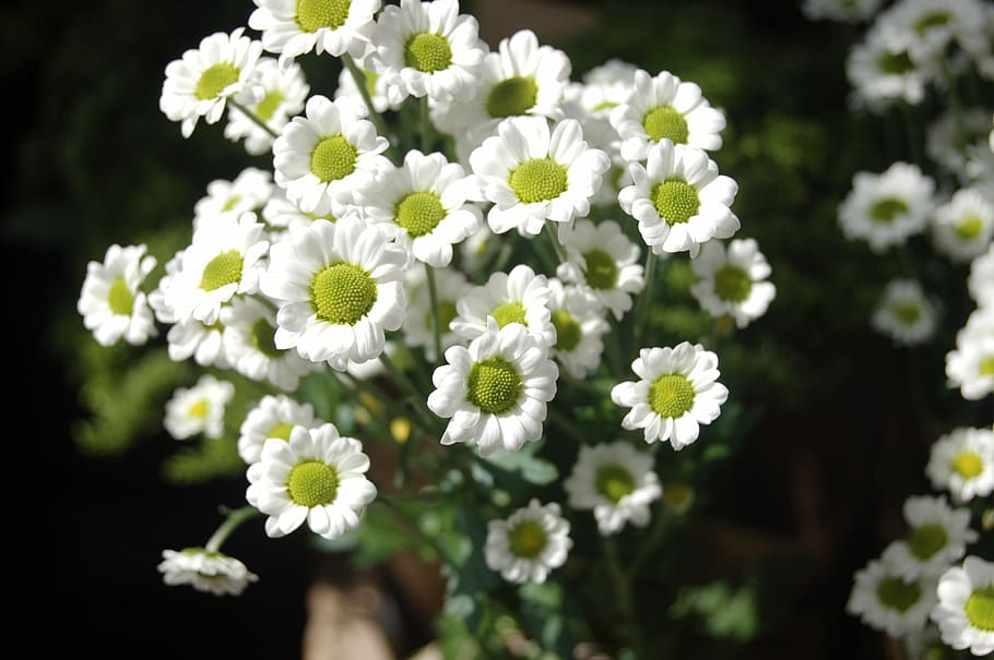 flower, white flowers, spring, bloom, flowering plant, freshness HD wallpaper