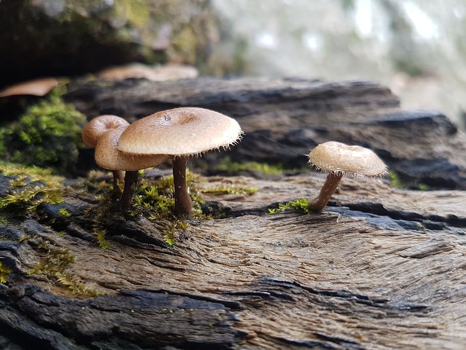 mushroom, rainforest, australia, fungus, vegetable, food, toadstool HD wallpaper