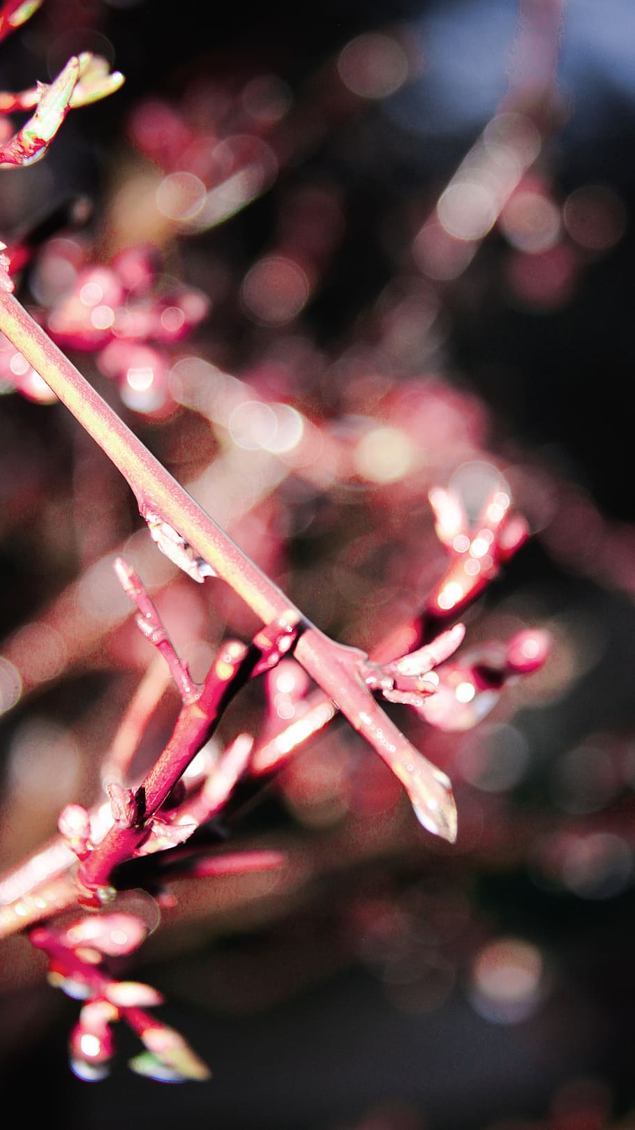 nature, plant, flower, tree, flowering plant, close-up, focus on foreground HD wallpaper