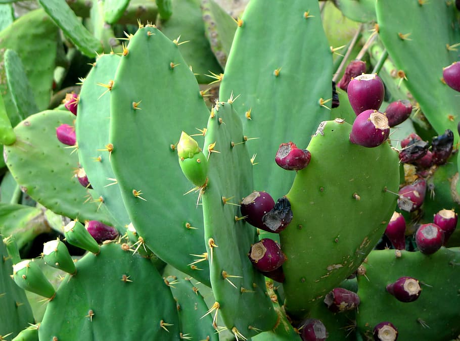 Prickly Pear, Cactus, Cactus Fruit, plant, green, red, green color, HD wallpaper
