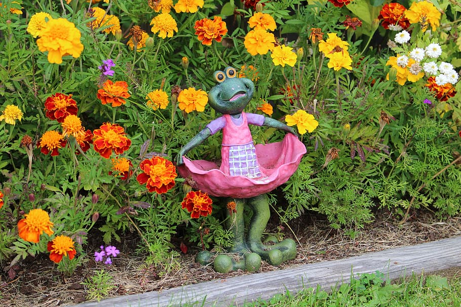 frog, flowers, greenery, summer, leaf, spring flowers, plants HD wallpaper