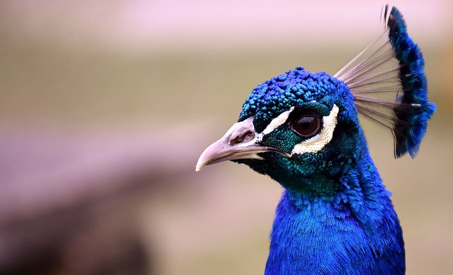 macro photography of blue peacock, bird, poultry, feather, bill HD wallpaper
