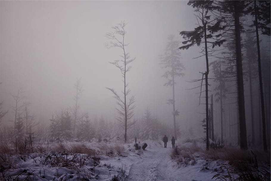 fog, trees, snow, winter, forest, land, cold temperature, plant HD wallpaper