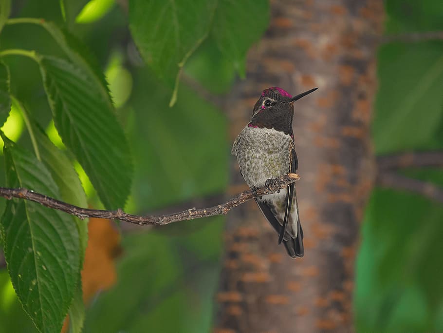 gray and black bird on tree, hummingbird perching on tree branch HD wallpaper