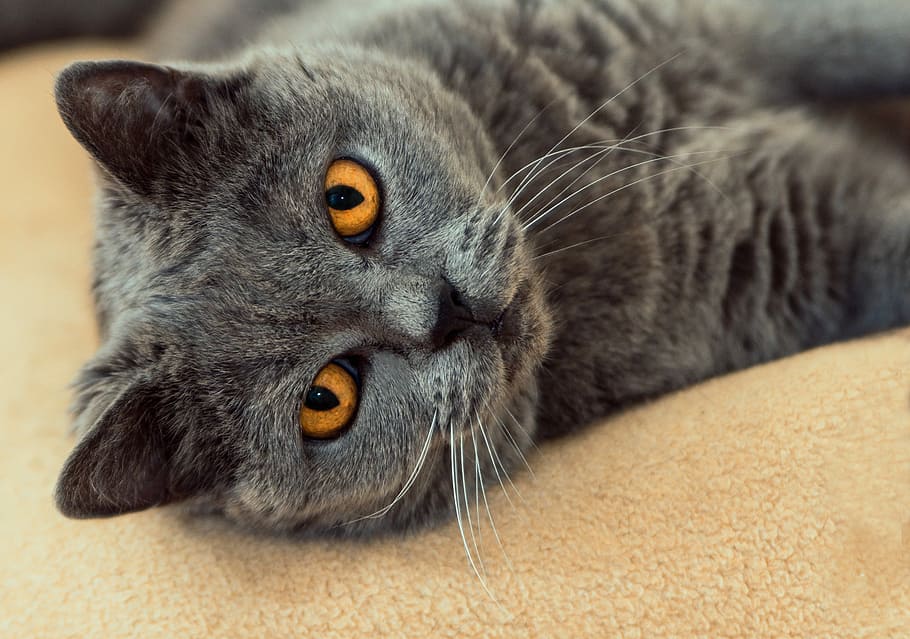 gray cat lying on bed, is, grey, view, eye contact, satisfied HD wallpaper
