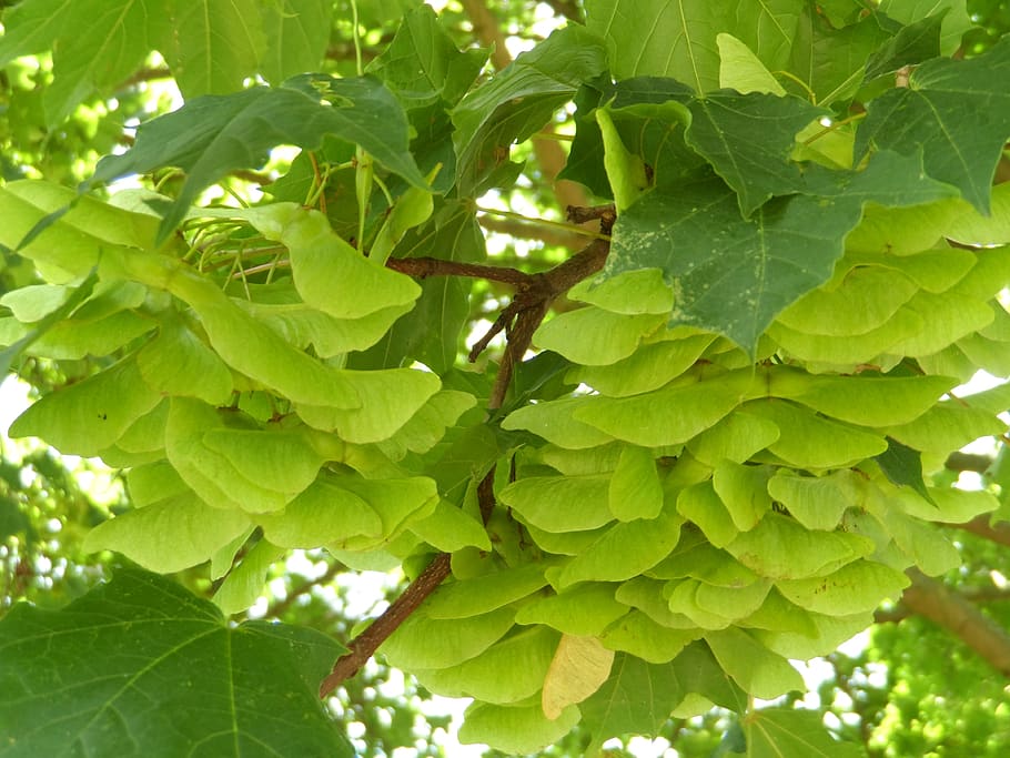 maple, infructescence, fruits, tree, leaves, deciduous tree HD wallpaper