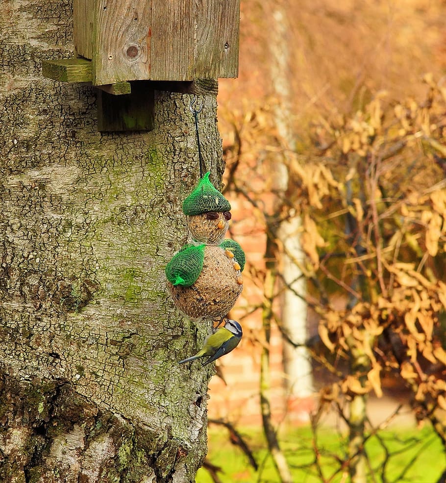 Tit, Garden, Foraging, Small, Bird, small bird, animal, winter HD wallpaper