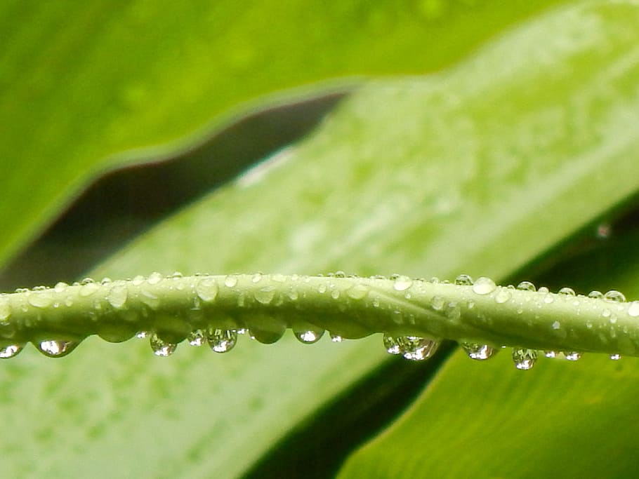 leaves, green, stem, wet, drops, green color, water, plant HD wallpaper