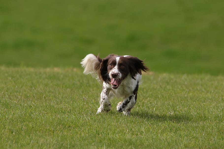 Dog, Springer, Spaniel, Pet, Animal, canine, english, purebred HD wallpaper