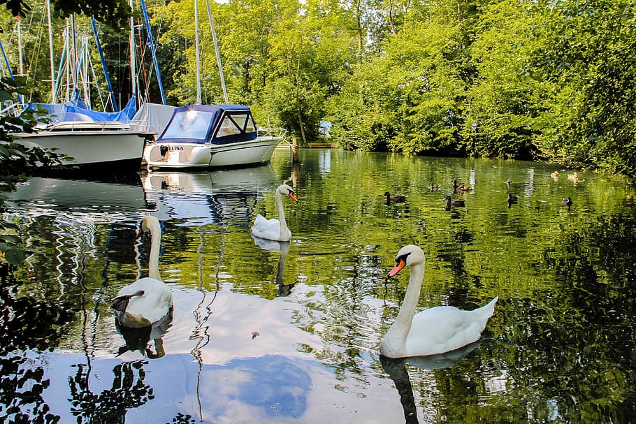 swans, water, animals, reflection, mirroring, the reflection of the trees HD wallpaper