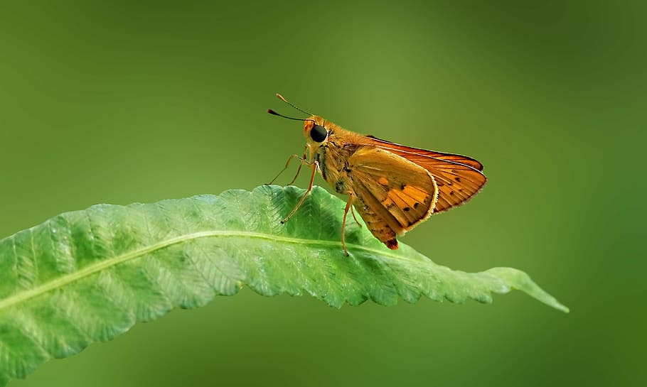 butterfly, brown skipper, macro, closeup, insect, invertebrate HD wallpaper
