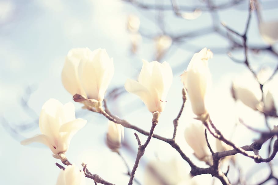 white petaled flowers photo, nature, branch, tree, springtime HD wallpaper