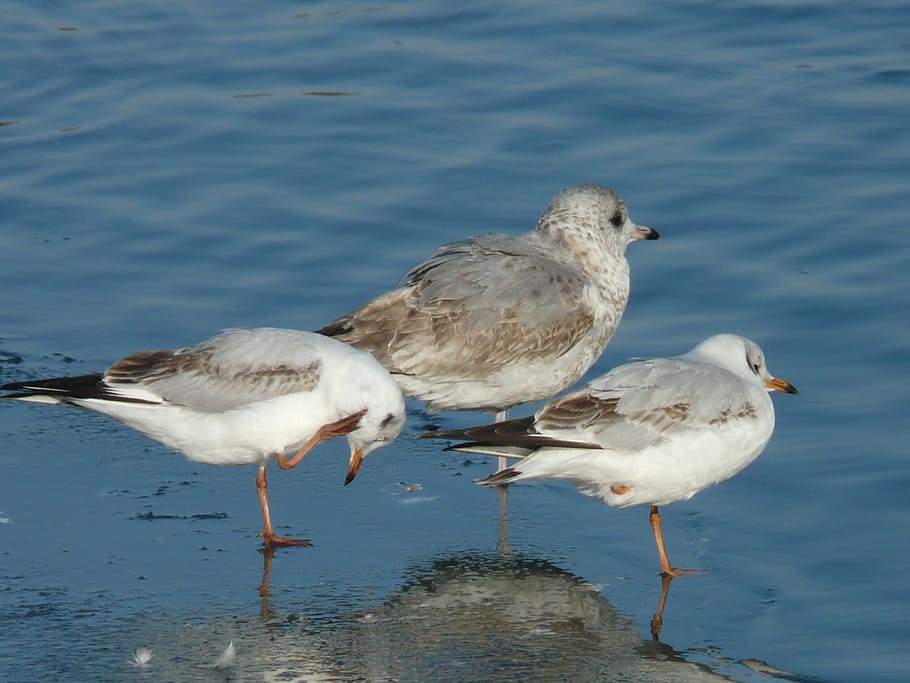 gulls, bird, animal, creature, cold, stand, one, ice, winter HD wallpaper