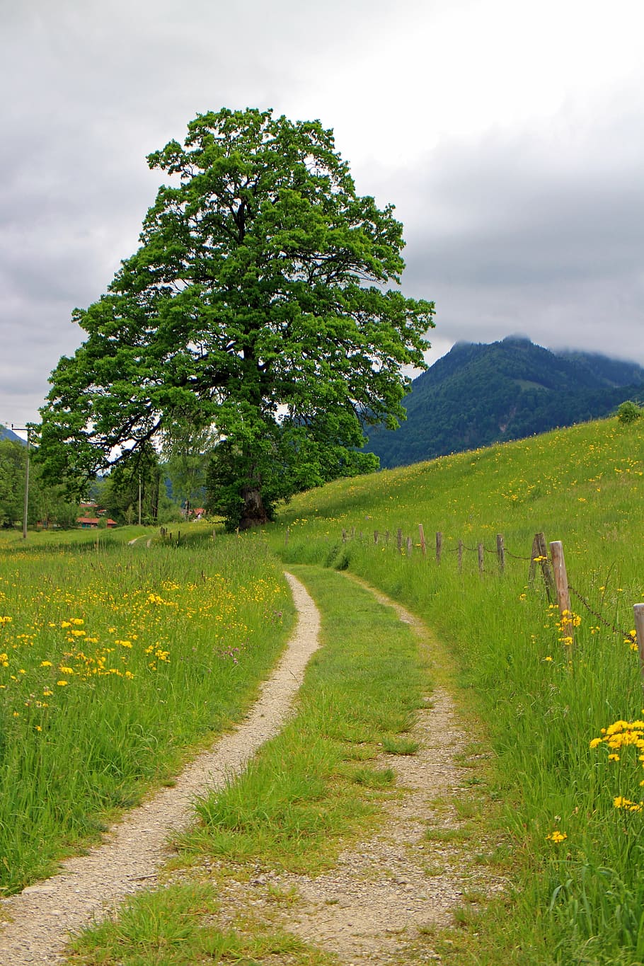 away, lane, tree, individually, nature, meadow, pasture, green HD wallpaper