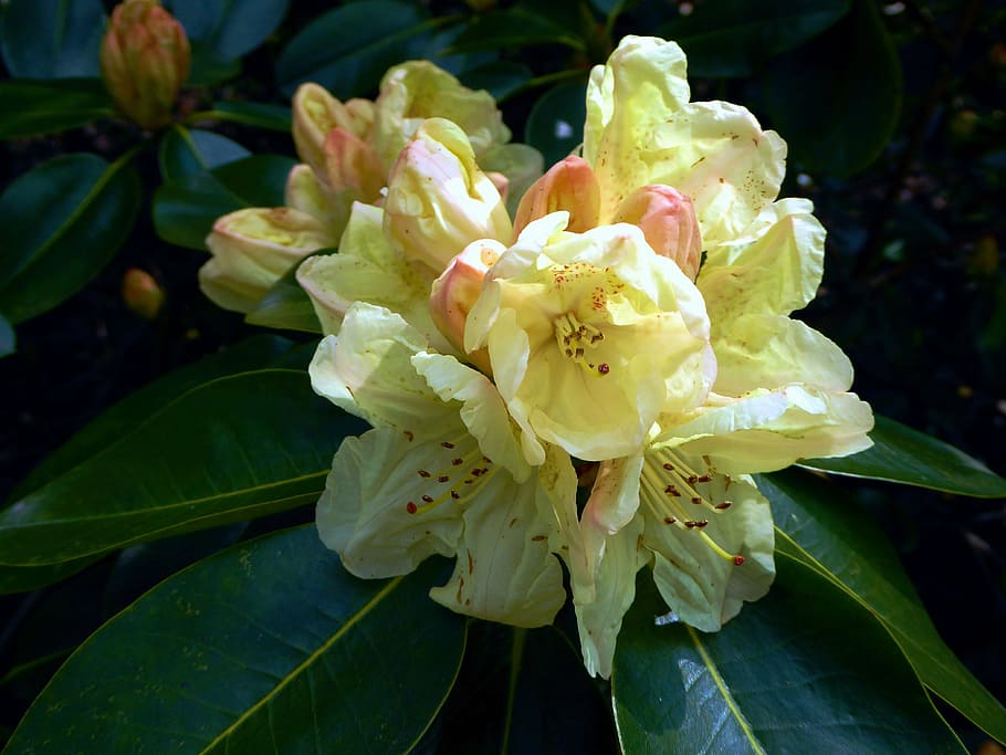 rhododendron bloomed, spring, yellow, close, stamp, beauty in nature HD wallpaper