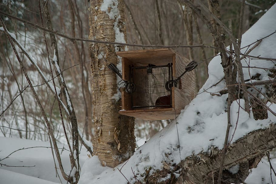 hunting, trap, trapper, game, forest, snow, winter, cold temperature HD wallpaper