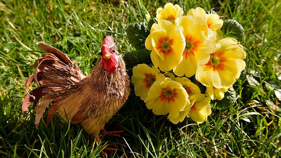 Hen, Primrose, Rush, Yellow, Flower, spring, meadow, nature HD wallpaper