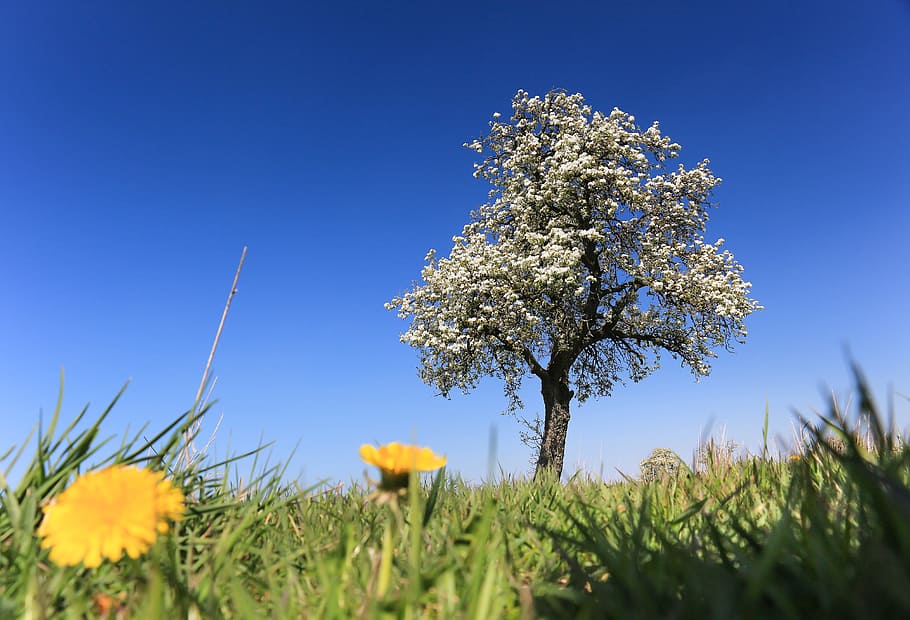 spring, tree, blossom, nature, sky, apple blossom, plant, flower HD wallpaper