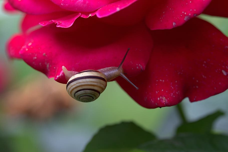 snail, rose, petals, shell, dew, close-up, flower, plant, beauty in nature HD wallpaper