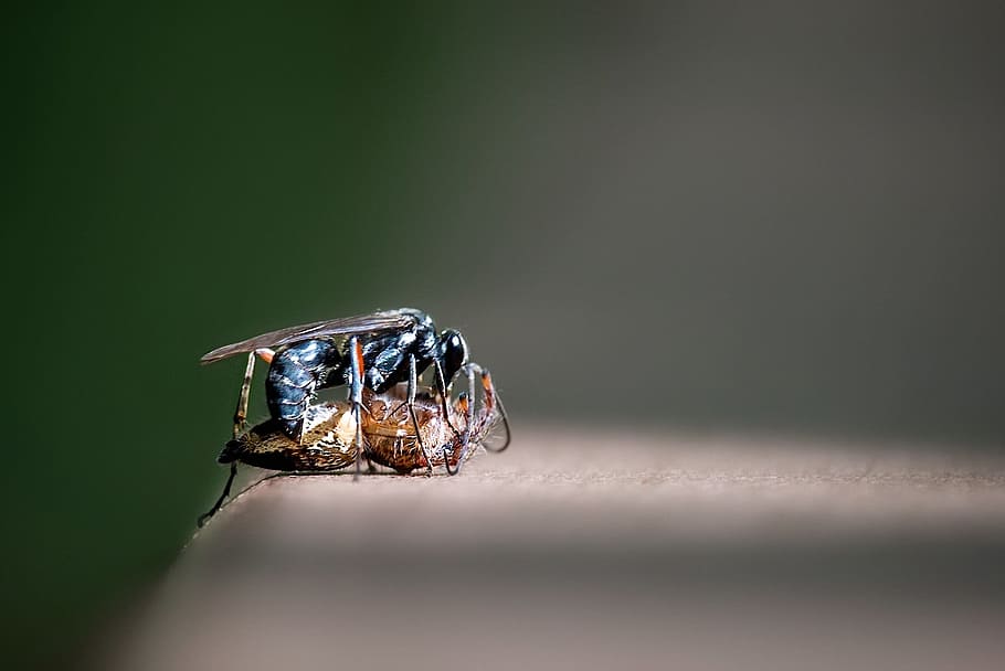 nature, fight, insect, bugs, spider, ant, fighting, natural HD wallpaper