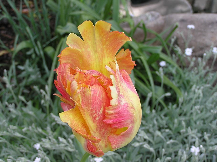 nature, flower, tulip, plant, petal, flowering plant, fragility HD wallpaper