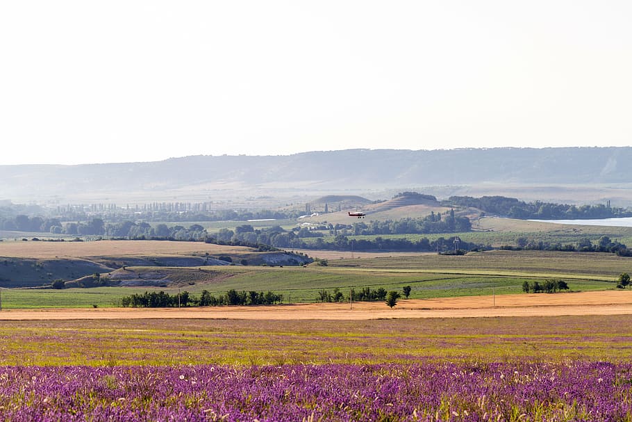 field, lavender, bloom, plane, takes off, evening, landscape HD wallpaper