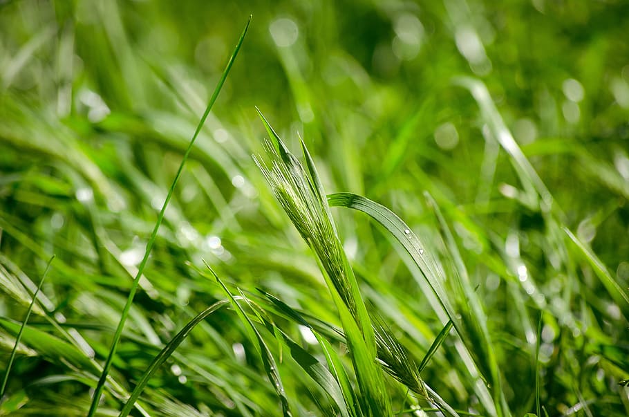 green, grass, nature, environment, spring, ecology, natural HD wallpaper