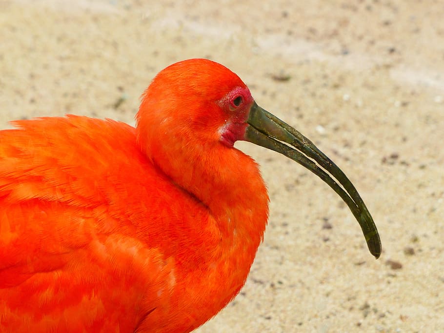 HD wallpaper: Scarlet Ibis, Bird, red, bright red, orange, colorful ...