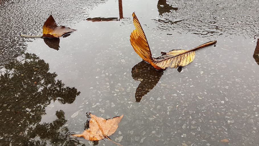 foliage, it's raining, mood, water, animal, animal themes, animal wildlife HD wallpaper