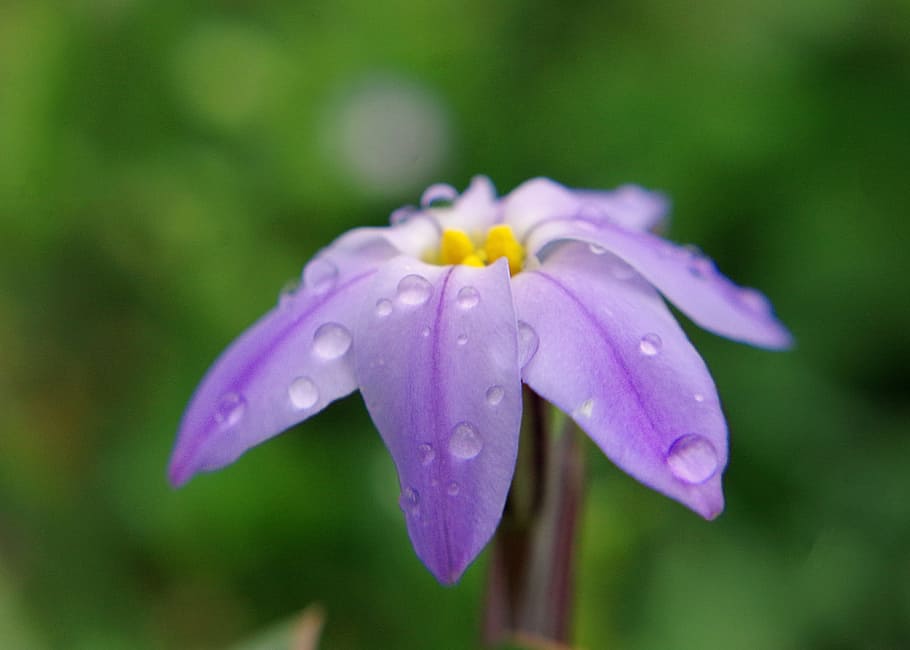 rain, flower, purple, macro, garden, flora, summer, water, nature HD wallpaper