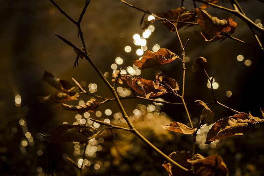 bokeh photography of tree branch, leaves, reflections, fall foliage HD wallpaper