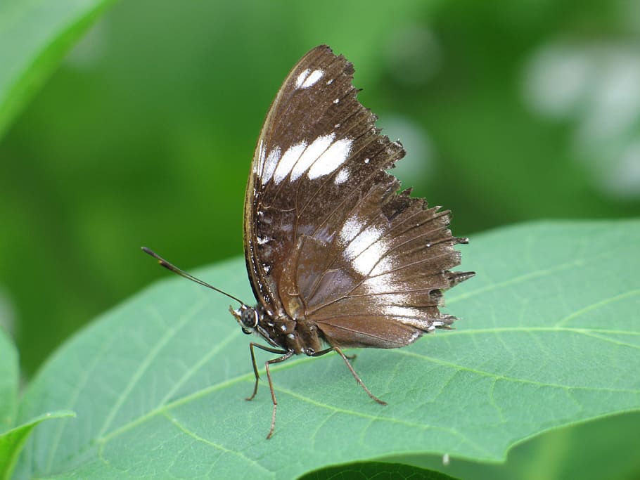 Butterfly, Insect, green background, one animal, animals in the wild HD wallpaper