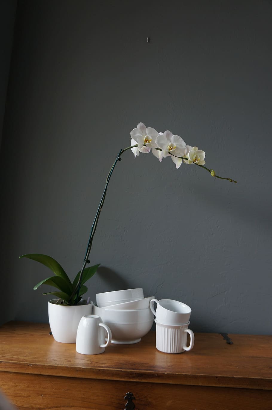Orchids, Cups, White, flower, vase, indoors, studio shot, no people HD wallpaper
