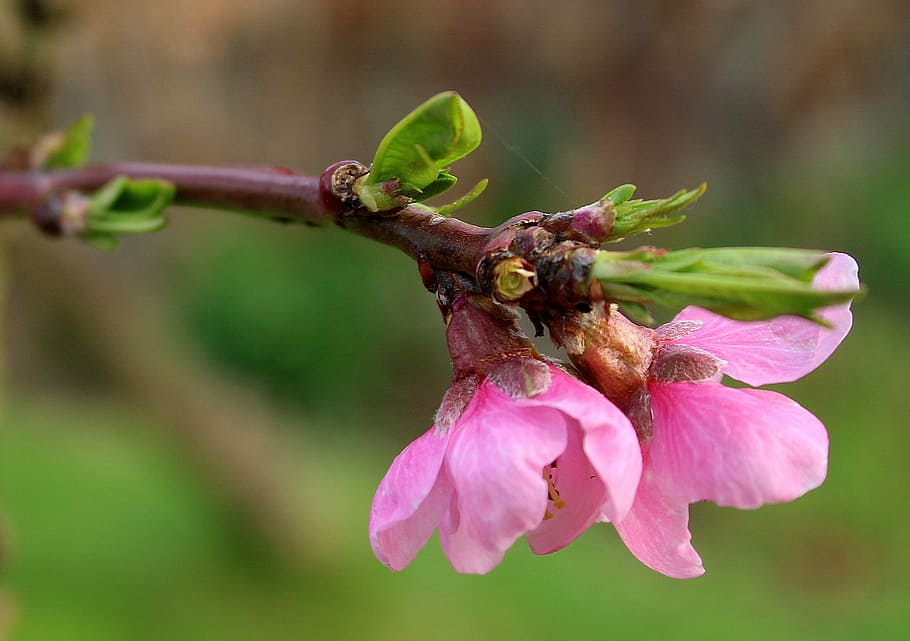 untitled, peach, fruit trees, flowering trees, spring, nature HD wallpaper