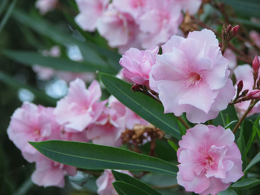 pink, oleander, bush, flowering plant, fragility, vulnerability HD wallpaper