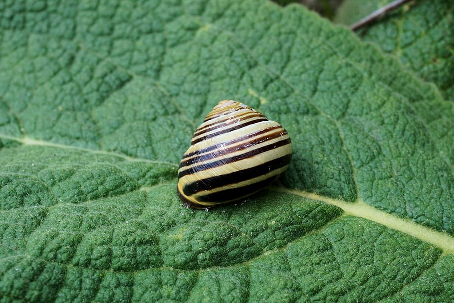 snail, garden, shell, nature, animal, slowly, move, spiral HD wallpaper
