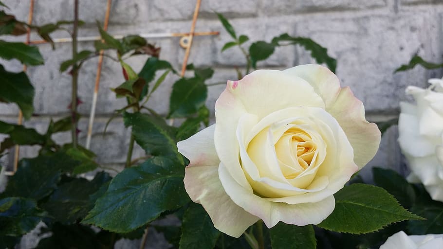 rose, white, plant, flower, flowering plant, beauty in nature HD wallpaper