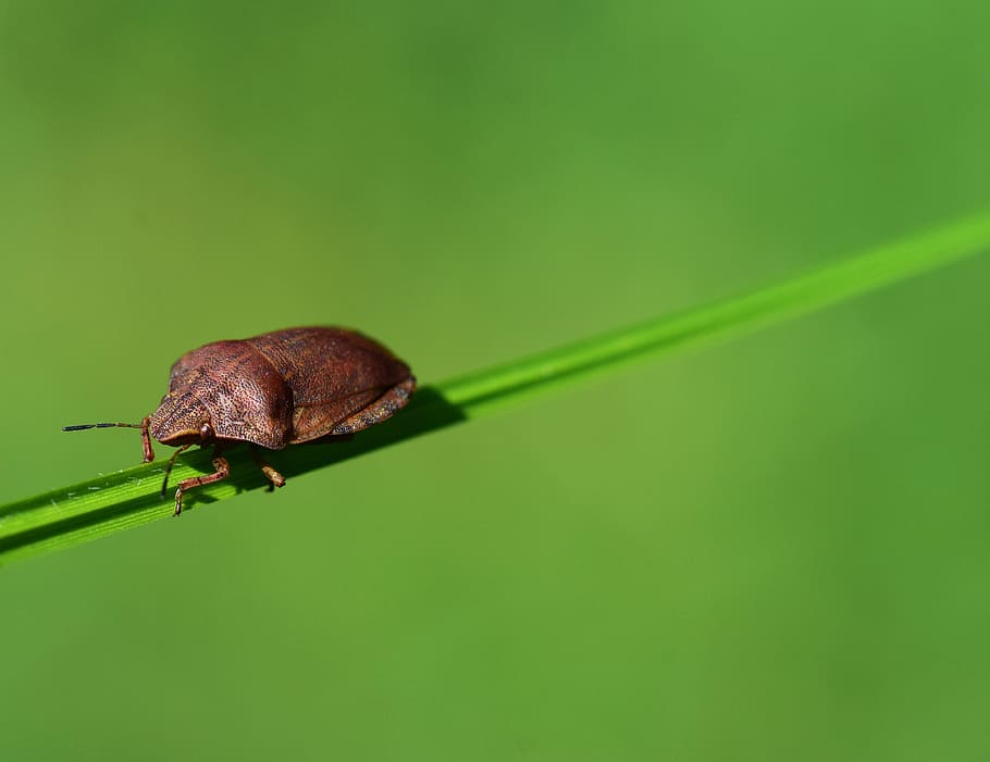 leaf bug, beetle, insect, nature, insect photo, animal, summer HD wallpaper