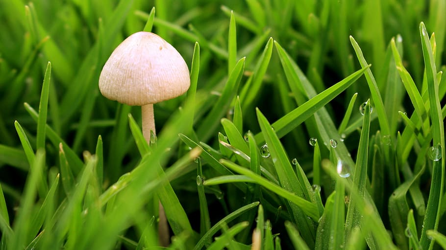 green, spring, fungus, macro, plant green, nature, growth, mushroom HD wallpaper