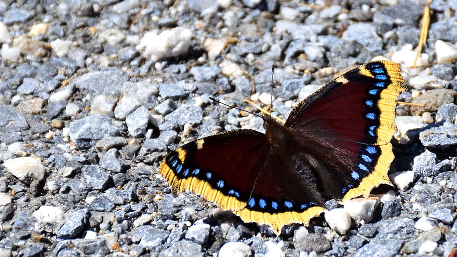 Butterfly, Pebble, Nature, one animal, no people, outdoors HD wallpaper