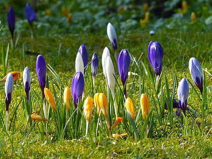 Crocus, Yellow, Purple, Violet, Violet, Blue, bloom, blossom HD wallpaper