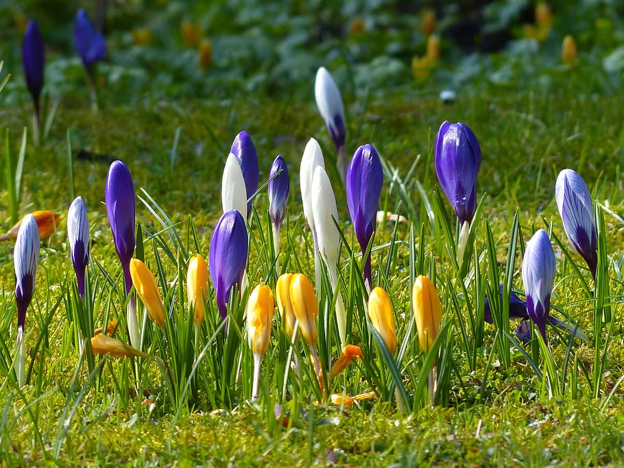 Crocus, Yellow, Purple, Violet, Violet, Blue, bloom, blossom HD wallpaper