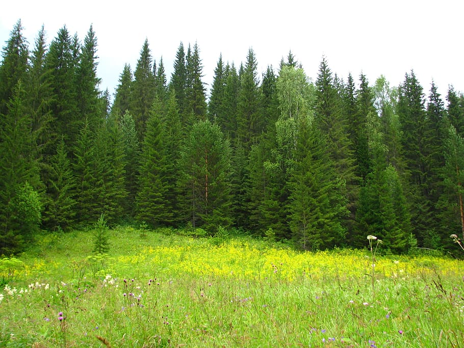 forest, nature, summer, landscape, green, beauty, vacation HD wallpaper