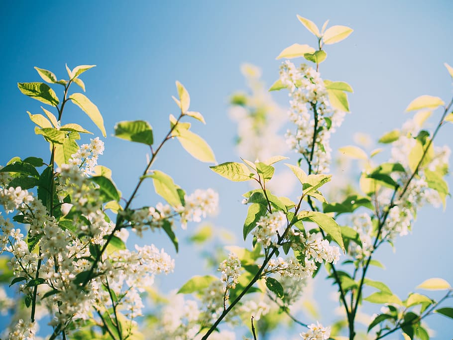 nature, flowers, branches, plant, leaves, twigs, flowering plant HD wallpaper