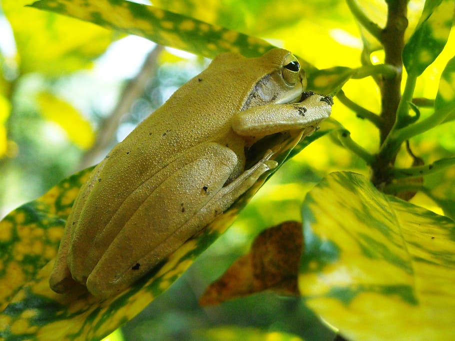 Frog, Yellow, Poison, Leaf, green, one animal, animal wildlife HD wallpaper