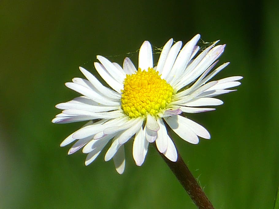daisy, flower, blossom, bloom, plant, nature, spring, white HD wallpaper